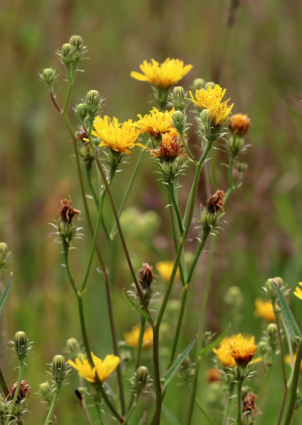 Image of Picris hieracioides specimen.