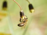 Image of taxon representative. Author is Илья Оголь
