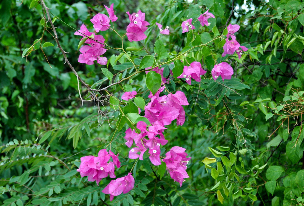 Изображение особи Bougainvillea glabra.