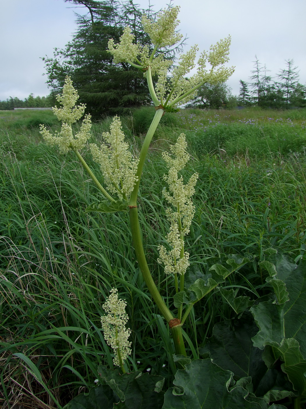 Image of Rheum rhabarbarum specimen.