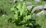 Inula macrophylla. Вегетирующее растение. Узбекистан, Кашкадарьинская обл., Китабский р-н, Китабский Государственный геологический заповедник, ≈ 1300 м н.у.м., пологий берег речки, среди валунов. 08.05.2022.