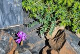 Oxytropis pauciflora