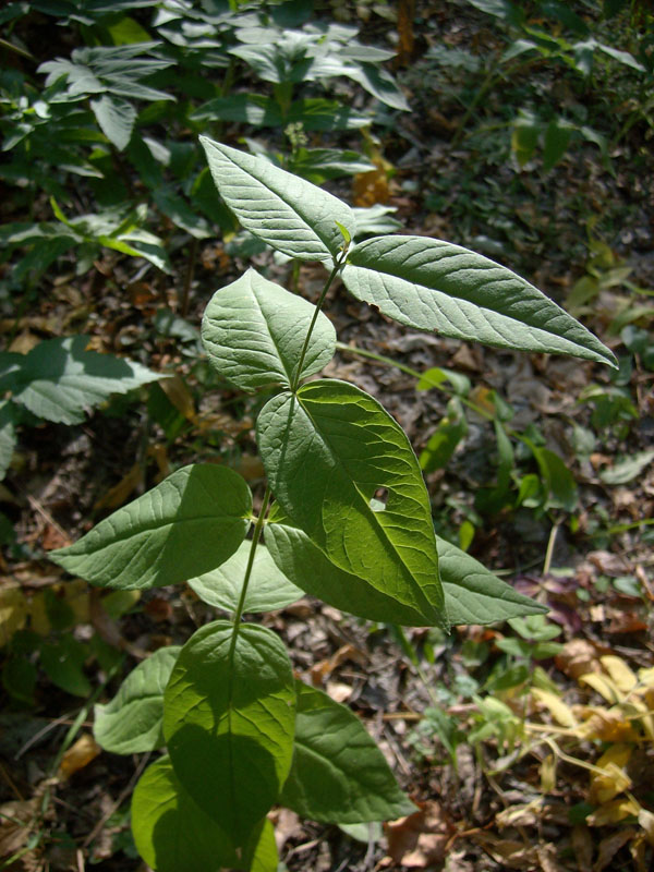 Изображение особи Lysimachia vulgaris.