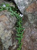 Convolvulus arvensis. Побег с цветками и бутонами. Армения, обл. Лори, г. Алаверди, ≈ 900 м н.у.м., расщелина в скале. 24.06.2022.