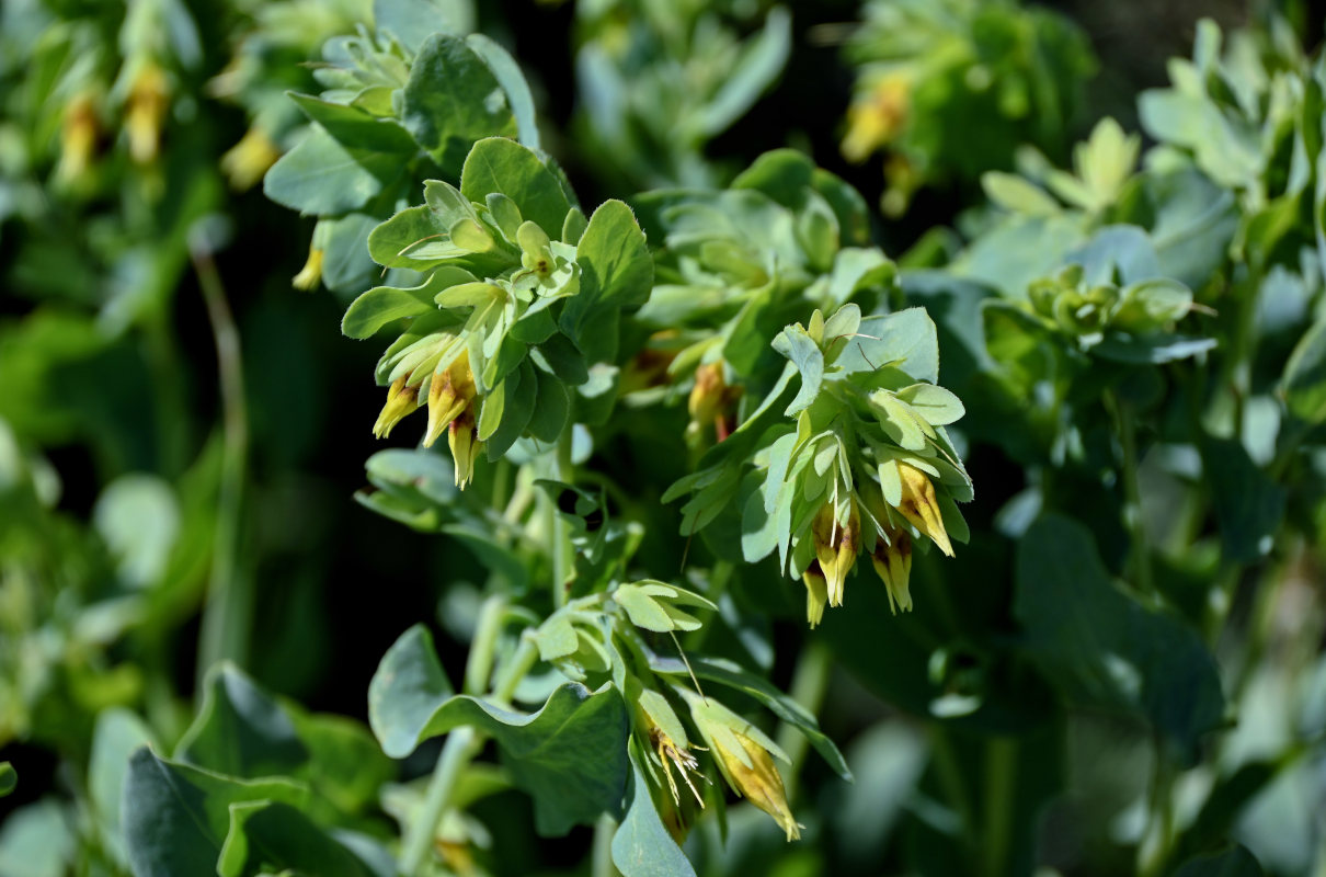 Image of Cerinthe minor specimen.