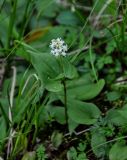 Maianthemum dilatatum. Цветущее растение. Хабаровский край, р-н им. Полины Осипенко, хр. Дуссе-Алинь, берег оз. Горное, ≈ 1300 м н.у.м., у воды. 20.07.2021.