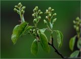 Amelanchier spicata