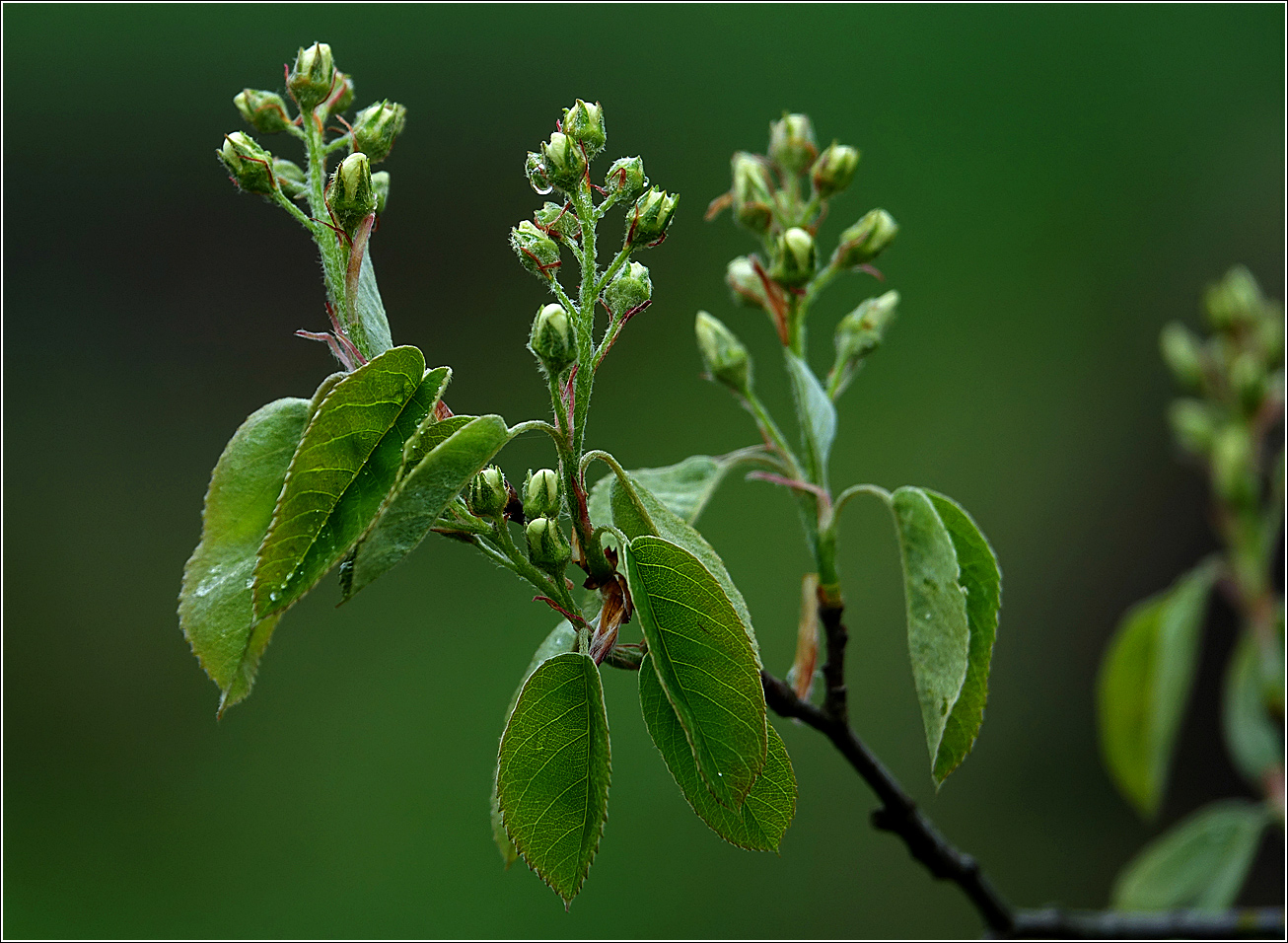 Изображение особи Amelanchier spicata.