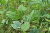 Vicia narbonensis. Верхушка цветущего растения. Краснодарский край, Темрюкский р-н, мыс Железный Рог, степь на старом глинистым оползне на берегу моря. 14.05.2023.