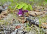 Epimedium macrosepalum. Цветущее растение. Приморский край, Лазовский р-н, окр. дер. Глазковка, приморская сопка, широколиственный лес. 26.05.2023.