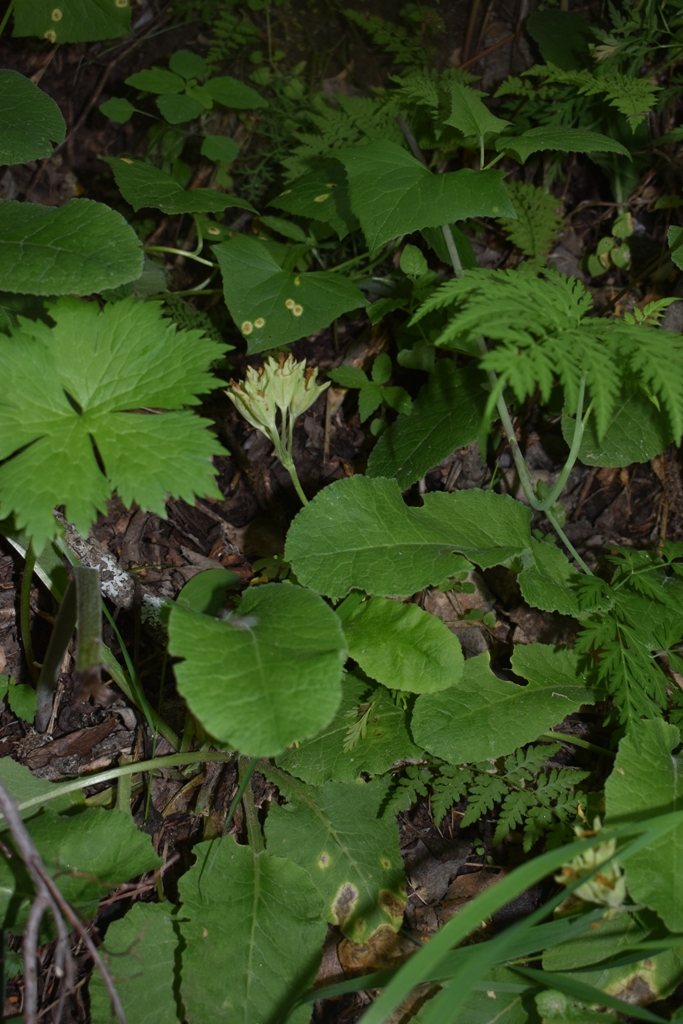 Image of Primula macrocalyx specimen.