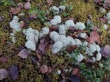 Cladonia stellaris