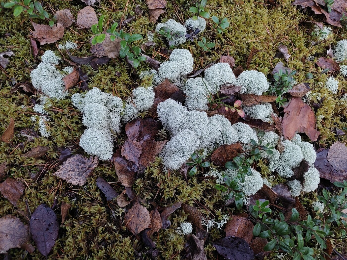 Image of Cladonia stellaris specimen.