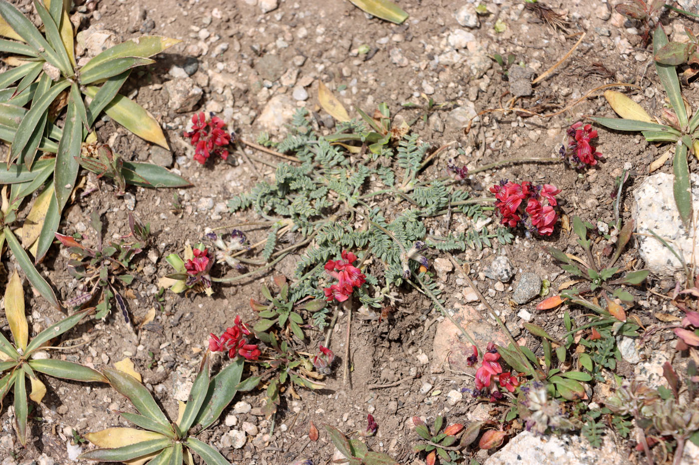 Изображение особи Oxytropis arassanica.