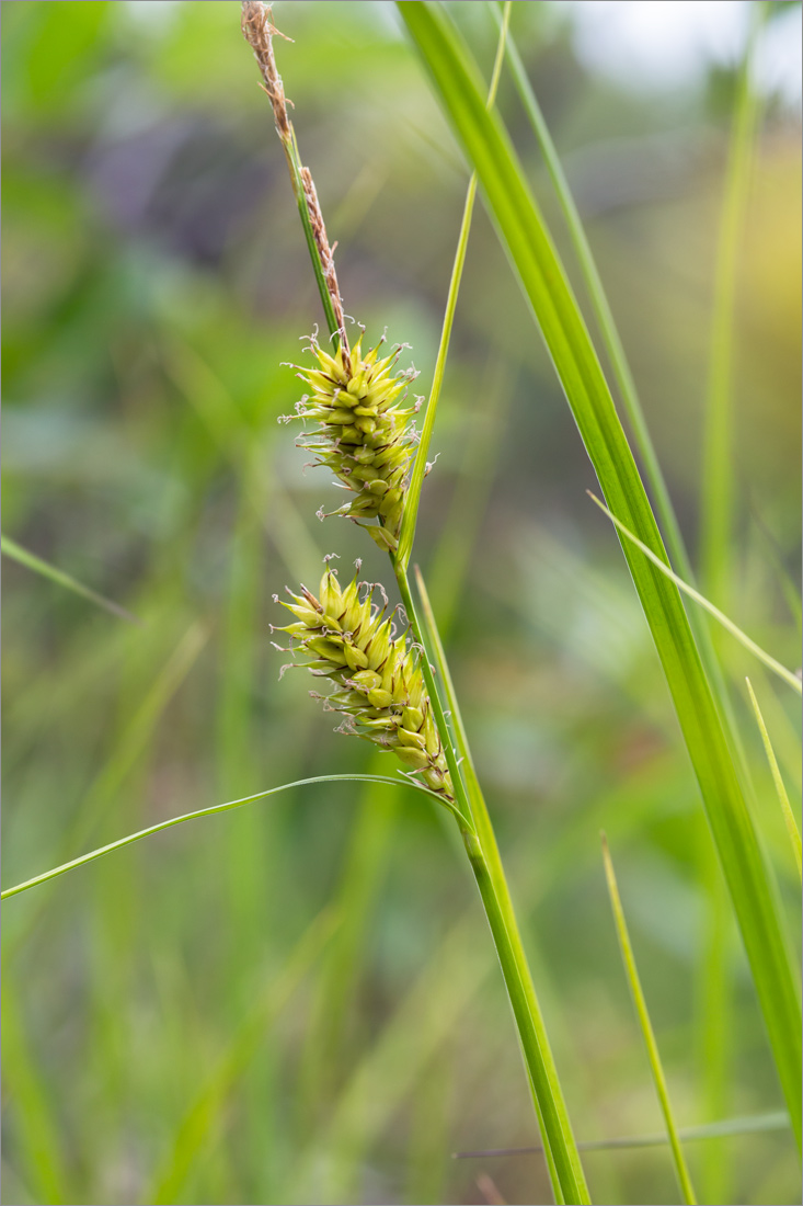 Изображение особи Carex rostrata.