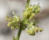 Reseda lutea