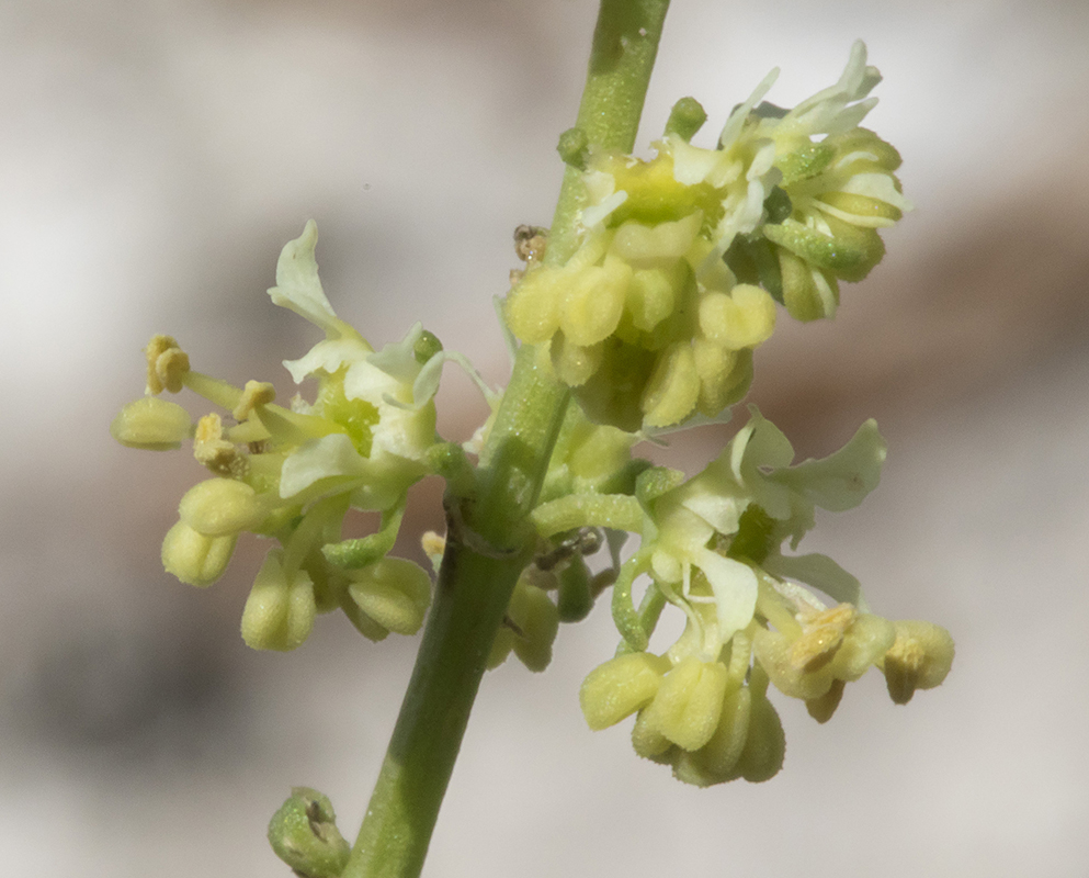 Изображение особи Reseda lutea.