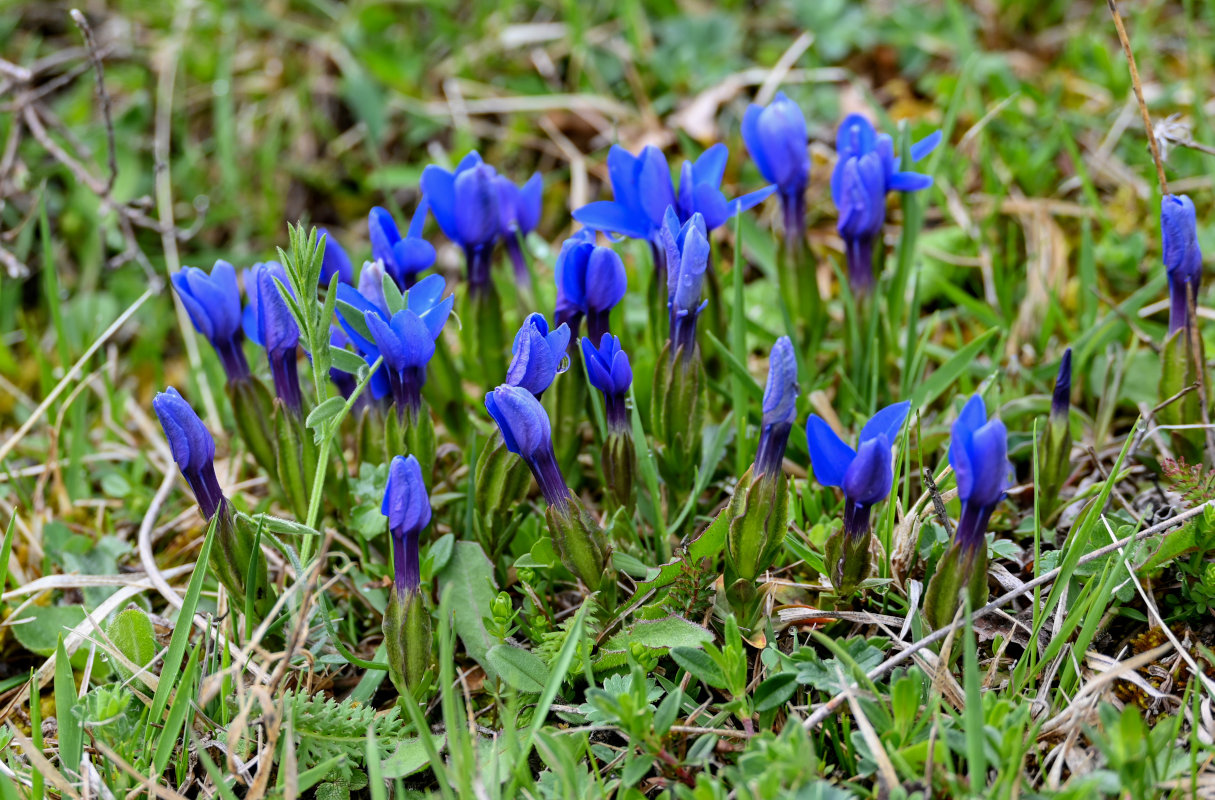 Image of Gentiana angulosa specimen.