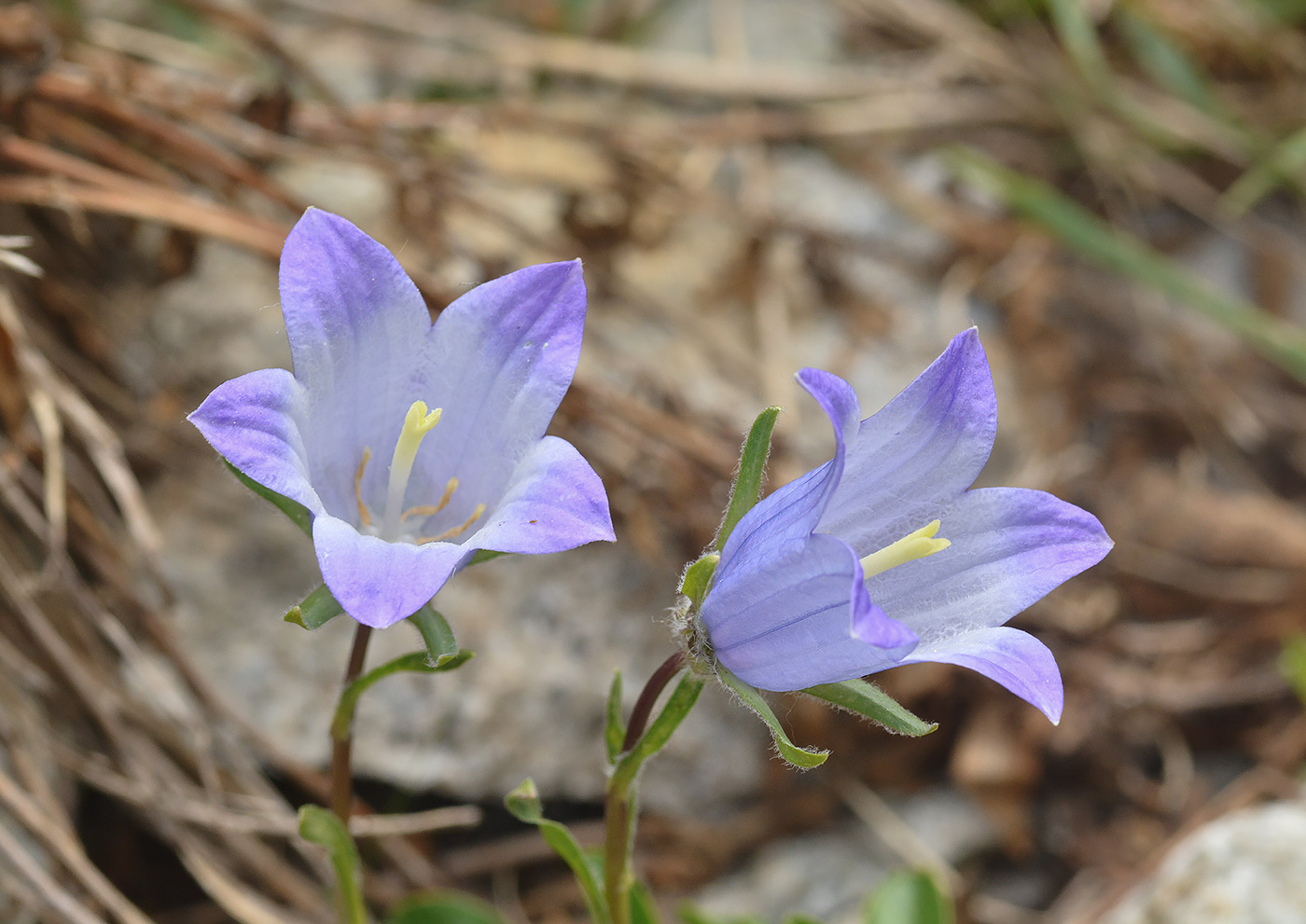 Изображение особи Campanula biebersteiniana.