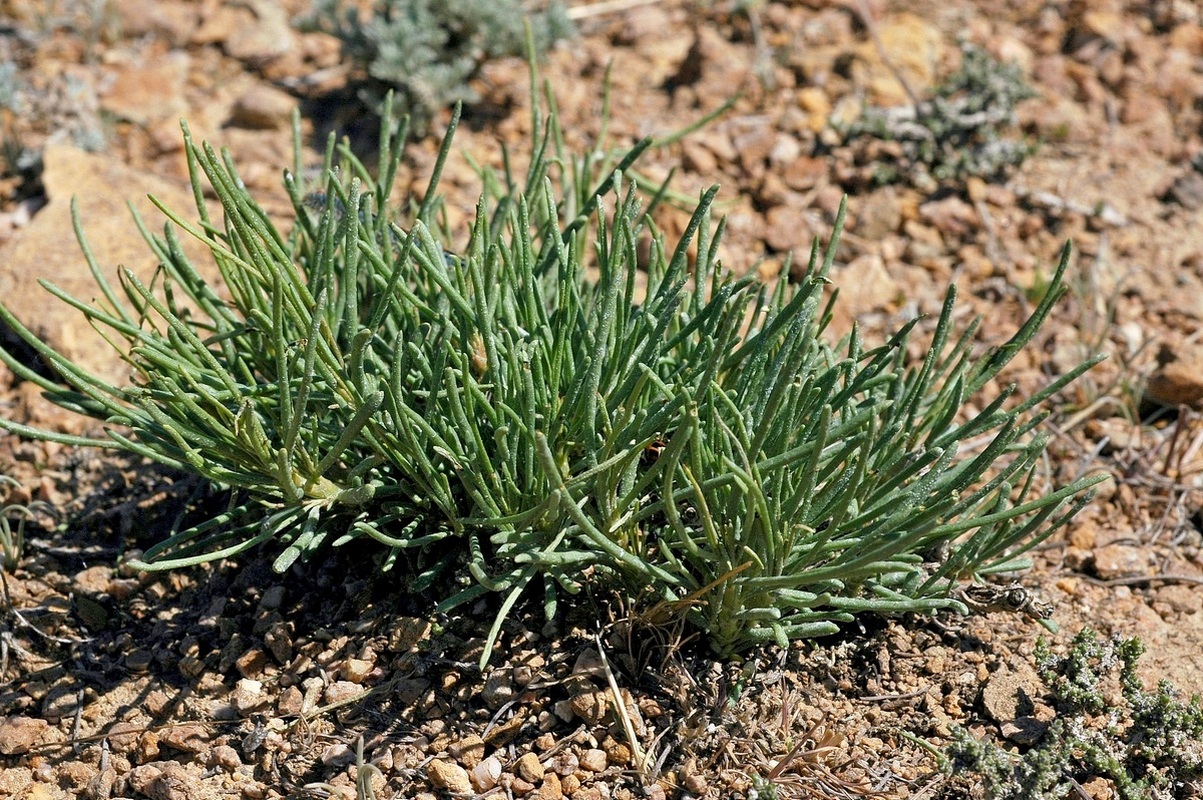 Изображение особи Salsola arbuscula.