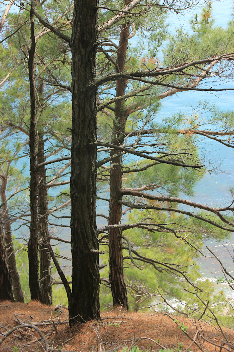 Image of Pinus pityusa specimen.