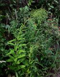 Arabis pendula. Плодоносящее растение в сообществе с Lonicera и Nepeta. Оренбургская обл., Кувандыкский гор. округ, заповедник \"Шайтан-Тау\", долина р. Сакмара, опушка смешанного леса. 05.07.2023.