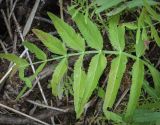 Sium latifolium. Лист. Пермский край, Оханский р-н, Тулумбаихинское сельское поселение, Кунчурихинский бор, обезвоженная старица. 16.07.2023.