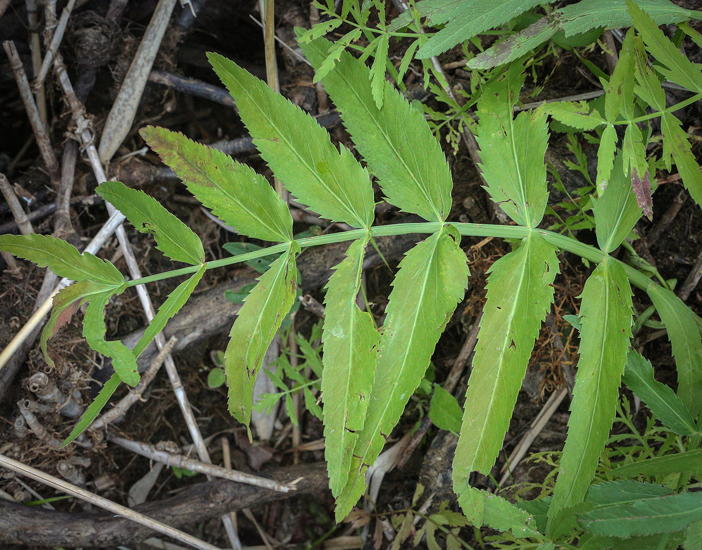 Image of Sium latifolium specimen.