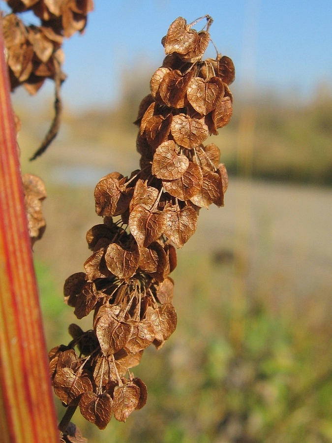 Image of Rumex pseudonatronatus specimen.