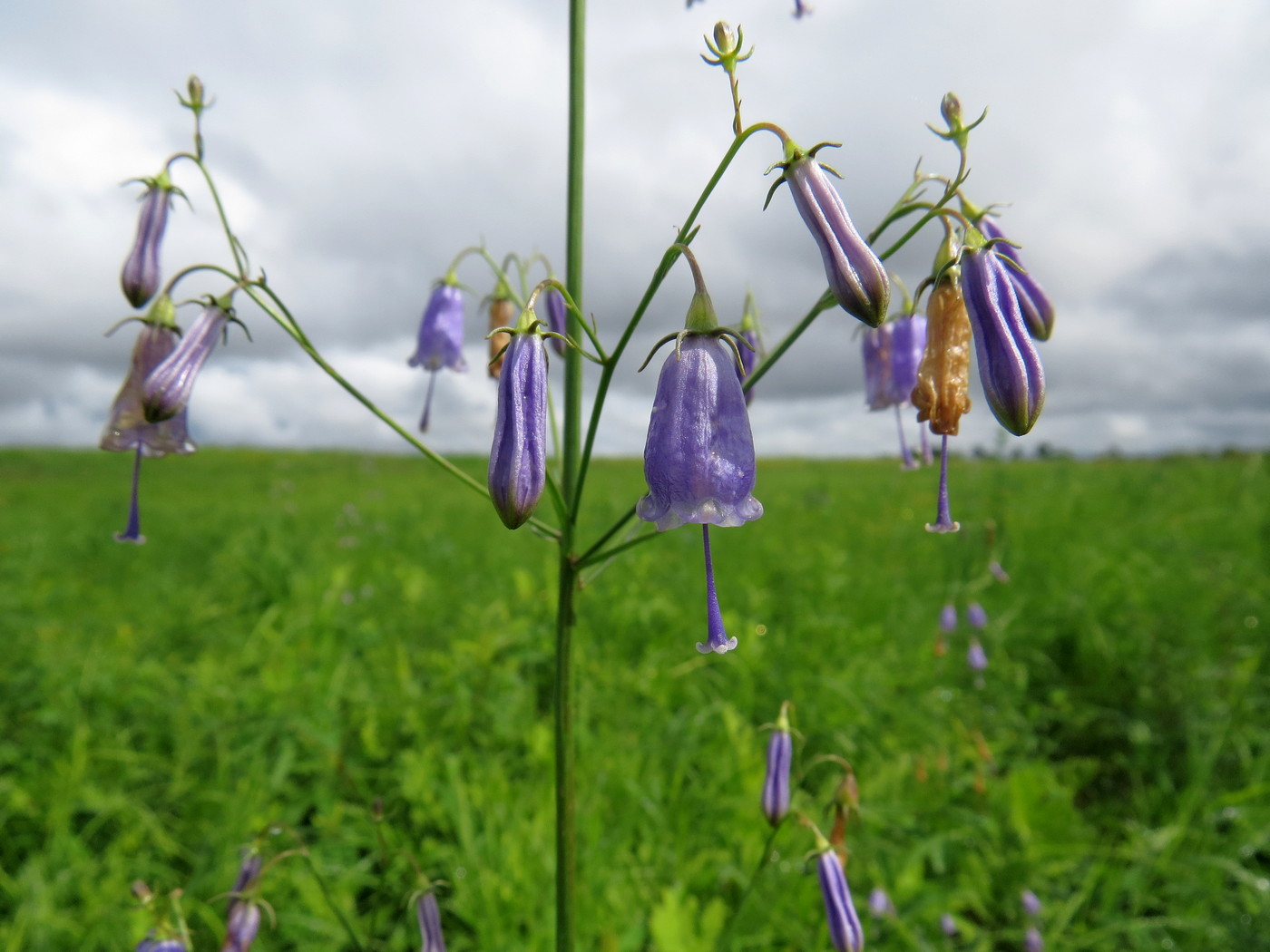 Изображение особи Adenophora verticillata.