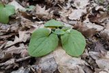 Doronicum orientale. Молодое растение. Краснодарский край, Крымский р-н, окр. станицы Неберджаевская, ур. Малый Яр, буково-грабово-дубовый лес. 23.02.2024.