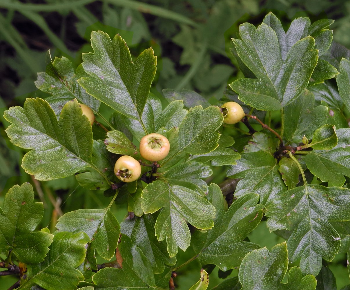 Image of Crataegus &times; media specimen.