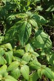 Impatiens parviflora