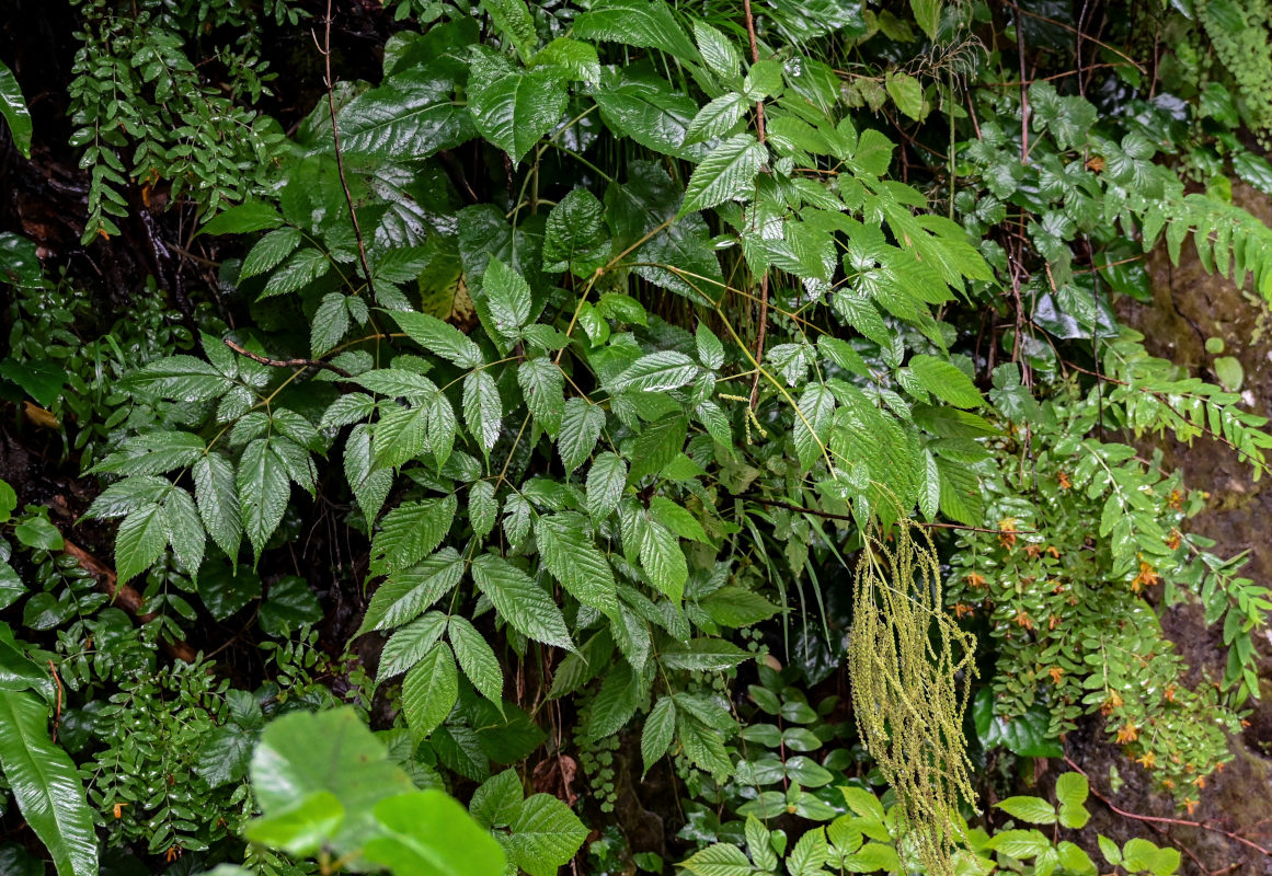 Изображение особи Aruncus sylvestris.