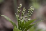 Mercurialis perennis