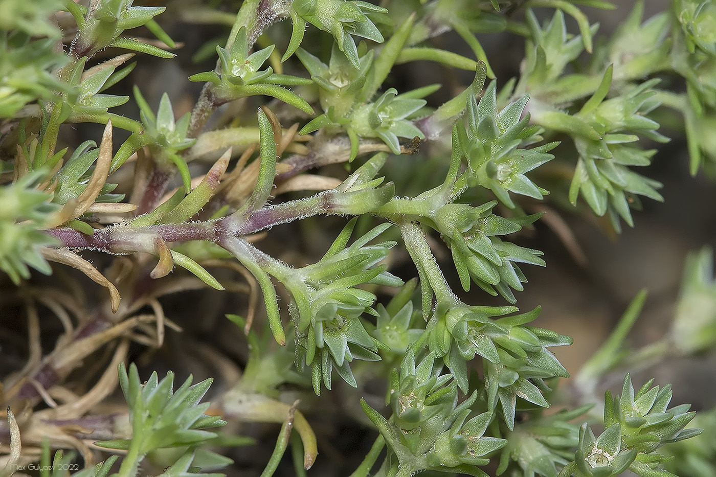 Изображение особи Scleranthus annuus.