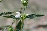 Phlomoides zenaidae