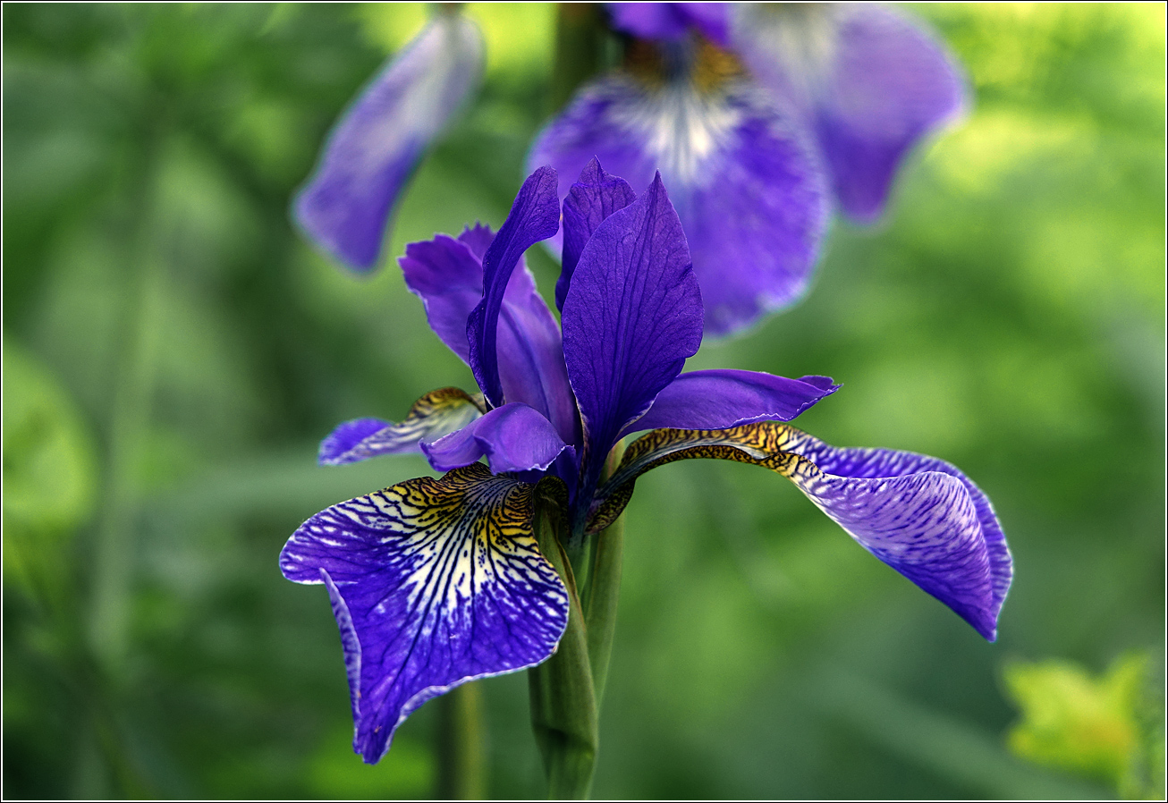 Image of Iris sanguinea specimen.