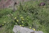 Rosa platyacantha