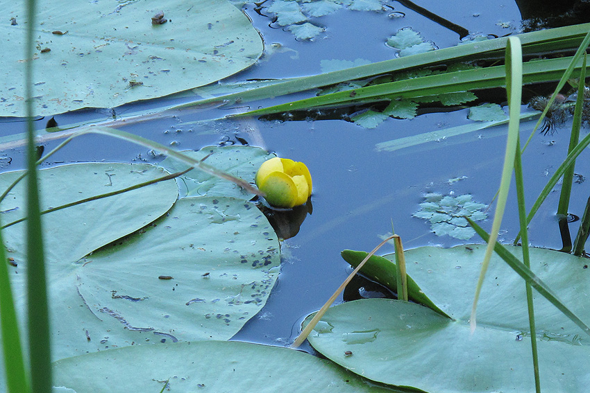 Image of Nuphar lutea specimen.