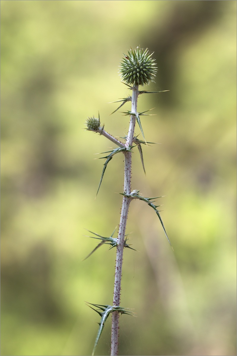 Изображение особи Echinops spinosissimus.