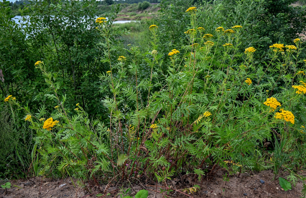 Изображение особи Tanacetum vulgare.