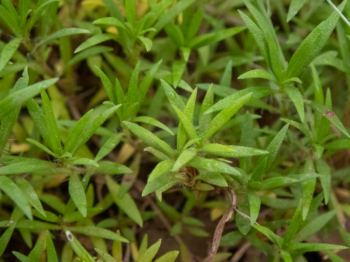 Image of Thymus roegneri specimen.