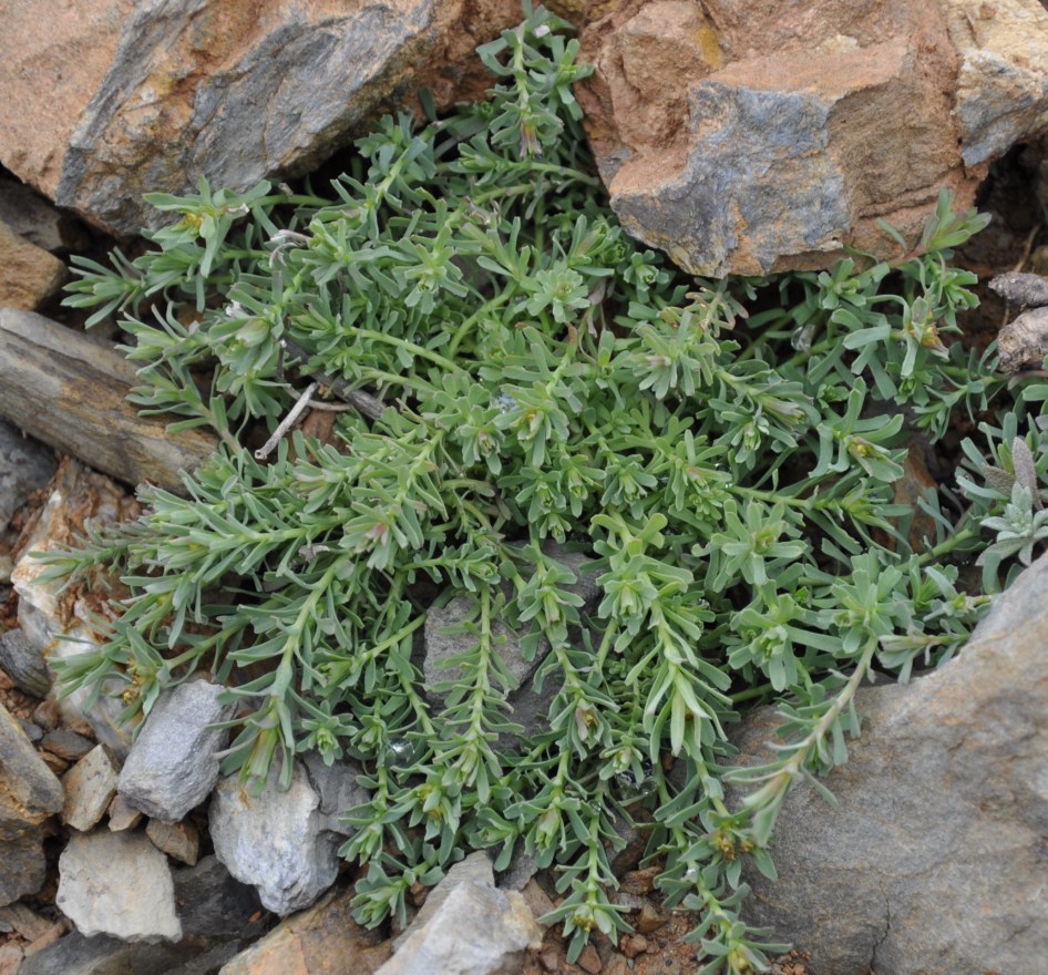 Image of genus Euphorbia specimen.