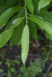 Salix cinerea