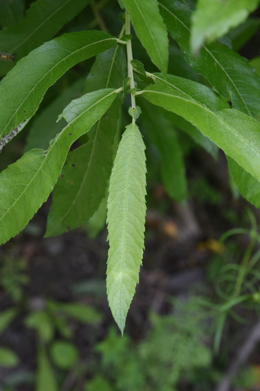 Изображение особи Salix cinerea.