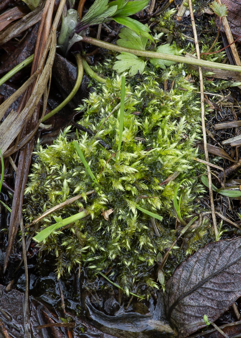 Изображение особи семейство Brachytheciaceae.