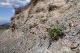 Hedysarum ferganense
