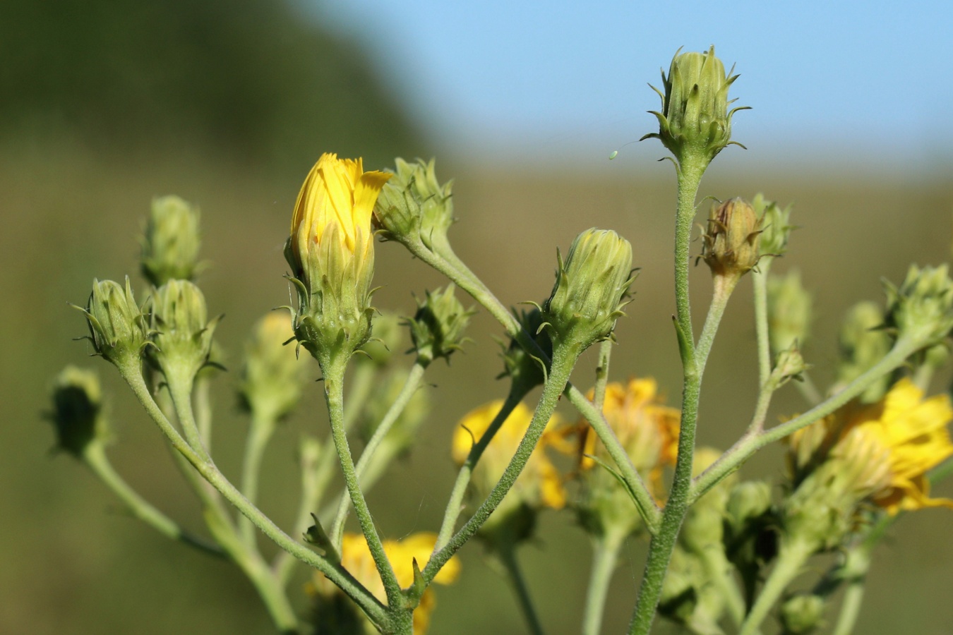 Изображение особи Hieracium umbellatum.