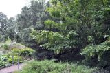 Acer henryi